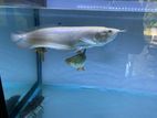 Albino Arowana Red Eye