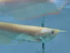Albino Arowana Fish