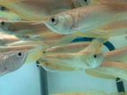 Albino Arowana (Red Eye)