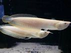 Albino Arowana (Red eye )