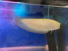 Albino Arowana with Red Tails