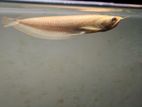 Albino Arowana 9 Inch Fish