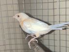 Albino Bengali Male