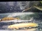 Albino Bichir