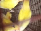 Albino Breeding Pairs