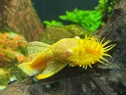 Albino Bristlenose Pleco Fish
