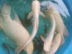 Albino Catfish with Fishes Set