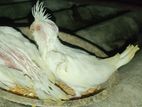 Albino Chicks