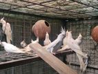Albino cocatel.