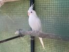 Albino Cockatiel