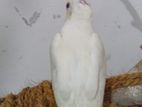 Albino Cockatiel Bird