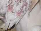 Albino Cockatiel Chicks