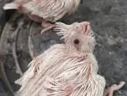 Albino Cockatiel Chicks
