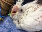 Albino Cockatiel Chicks