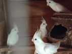 Albino Cockatiel Female