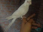 Albino Cockatiel