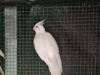 Albino Cockatiel Bird