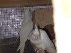 Albino Cockatiel