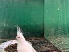 Albino Cockatiel