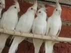 albino cockatiel