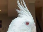 Albino Cockatiel Red Eyes