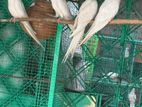 Albino Cockatiels