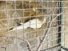 Albino Cocktail Birds