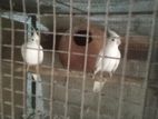 Albino Cocktail Birds