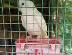 Albino Cockatiel