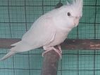Albino Cockatiel Male