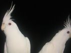 Albino Cockatiel