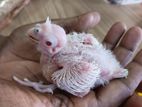 Albino Coktail Chick's