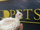 Albino Coktail Handfeeding Chick