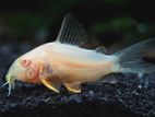 Albino Corydora Catfish