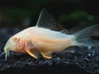 Albino Corydora Catfish