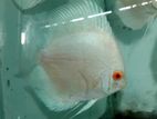 Albino Discus