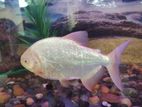 Albino fish