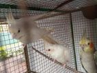 cockatiels