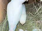 Albino Bird