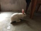 Albino Rabbit