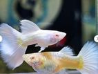 Albino Full Platinum Guppy