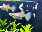 Albino Full Platinum Guppy