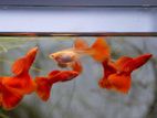 Albino Full Red Dorsal Guppy