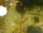 Albino Full Red Fish
