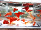 Albino Fish Full Red
