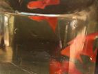 Albino Full Red Fish