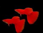 ALBINO FULL RED GUPPY