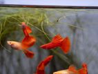 Albino Full Red Guppy