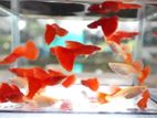 Albino Full Red Guppy