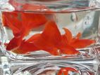 Albino Full Red Guppy